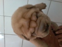 Lindos Filhotes de sharpei´s