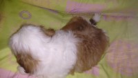 Lindos Machinhos Shih-Tzu