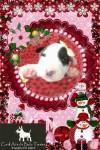 BULL TERRIER Inglês com pedigree