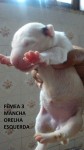 Filhotes de bull terrier linhagem de campeões