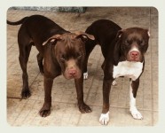 Venda de filhotes pitbull red nose