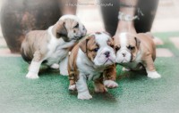 Filhotes de BERNESE MOUNTAIN DOG e BULLDOG INGLÊS