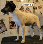 Terrier Brasileiro (Fox Paulistinha)