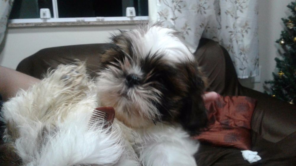 Quero adotar um shitzu Clearance