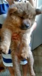 Vende-se Chow Chow