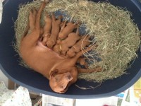 Magyar Vizsla – Braco Húngaro