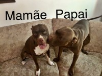 Venda de filhotes pitbull red nose