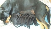 Rottweiler filhotes em Campinas