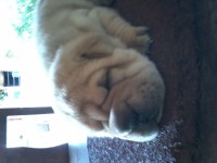 Lindos Filhotes de sharpei´s