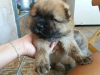 Filhotes de Chow chow puros