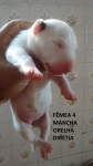 Filhotes de bull terrier linhagem de campeões