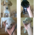 Doa-se filhotes de vira lata com poodle 3 meses