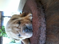 Lindos Filhotes de sharpei´s