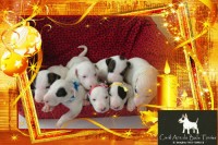 BULL TERRIER Inglês com pedigree