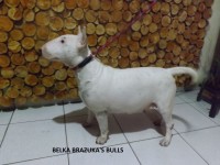 Filhotes de bull terrier linhagem de campeões