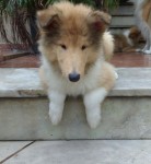 Filhotes de Collie á venda