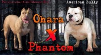 American Bully Macho