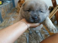 Filhotes de Chow chow puros