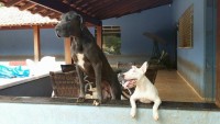 Dog alemão