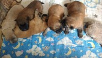 Filhotes de Chow chow puros