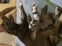 Venda de filhotes pitbull red nose