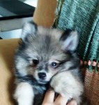 Spitz alemao Lindos filhotes