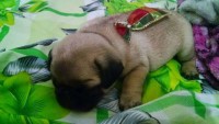 Filhotes de Pug – Oportunidade a pronta entrega