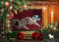 BULL TERRIER Inglês com pedigree