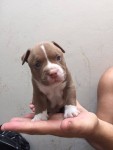 American Bully Macho