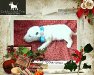 BULL TERRIER Inglês com pedigree