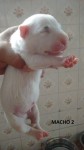 Filhotes de bull terrier linhagem de campeões
