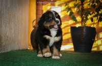 Filhotes de BERNESE MOUNTAIN DOG e BULLDOG INGLÊS