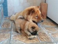 Filhotes de Chow chow puros