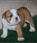 Filhotes de BERNESE MOUNTAIN DOG e BULLDOG INGLÊS