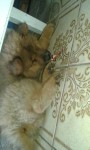Vende-se Chow Chow