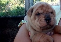 Lindos Filhotes de sharpei´s