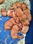 Magyar Vizsla – Braco Húngaro
