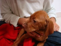 Magyar Vizsla – Braco Húngaro