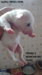 Filhotes de bull terrier linhagem de campeões