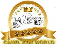 Filhotes de Pug – Oportunidade a pronta entrega