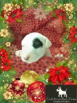 BULL TERRIER Inglês com pedigree