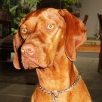 Magyar Vizsla – Braco Húngaro