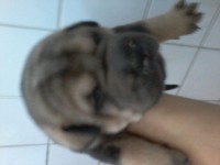 Lindos Filhotes de sharpei´s