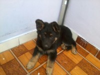Doação de fêmea akita