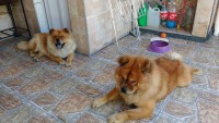 Filhotes de Chow chow puros