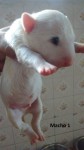 Filhotes de bull terrier linhagem de campeões