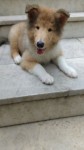 Filhotes de Collie á venda