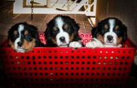 Filhotes de BERNESE MOUNTAIN DOG e BULLDOG INGLÊS