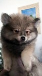 Spitz alemao Lindos filhotes