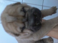 Lindos Filhotes de sharpei´s